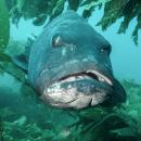 Giant sea bass, Stereopsis gigas. A giant sea bass facing the camera with mouth slightly agape.  At the top of the frame blades of kelp are hanging down somewhat framing the large creatures face. 