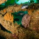 A detail of a sunken swim platform encrusted in sea life with four damsel blacksmith fish brightly lit.