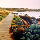 his is a 16”x20” acrylic painting. View is as you are walking down a wooden boardwalk toward the calm light blue water of the bay in Monterey. The boardwalk is surrounded on both sides with sundrenched ice plant and other coastal plant life. In the far distance is a view of the coastal mountains.