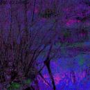 Photograph of the dark night with some branches in sight. 