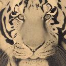 Image of tiger's face