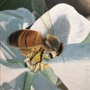 A 16”x20” acrylic painting of a honeybee on the center of an apple blossom.