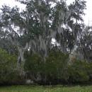 Photo of green trees