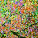 A color photograph depicting a landscape of intensely colored Autumn leaves. The shapes and colors are so numerous they appear as blotches and dribbles of paint. The image resembles a Jackson Pollock painting.
