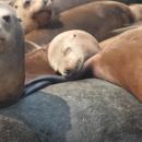 Photograph of sea lions laying on each other. 