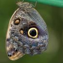 Photograph of a butterfly that has a unique pattern that looks like an eye. 