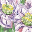 Drawing of a night bloomer purple plant. 