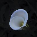 Black background, Close-Up of white flower opening, yellow pistol in the middle.