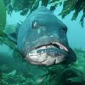 Giant sea bass, Stereopsis gigas. A giant sea bass facing the camera with mouth slightly agape.  At the top of the frame blades of kelp are hanging down somewhat framing the large creatures face. 