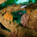 A detail of a sunken swim platform encrusted in sea life with four damsel blacksmith fish brightly lit.