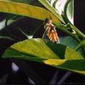 This 5”x7” acrylic painting is of a yellow and black tiger swallowtail butterfly hanging upside down off the flowers of a pink butterfly bush. Painting is framed in a white wood frame.