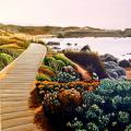 his is a 16”x20” acrylic painting. View is as you are walking down a wooden boardwalk toward the calm light blue water of the bay in Monterey. The boardwalk is surrounded on both sides with sundrenched ice plant and other coastal plant life. In the far distance is a view of the coastal mountains.
