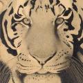 Image of tiger's face