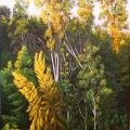 This is a vertical painting full of various trees in close view. The spots where the sunlight hits the trees is a warm yellow-green. Near the bottom of the painting visible through the trees is a reddish-brown rooftop on a small house. Only the roof can be seen. The sky is blue.