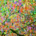 A color photograph depicting a landscape of intensely colored Autumn leaves. The shapes and colors are so numerous they appear as blotches and dribbles of paint. The image resembles a Jackson Pollock painting.