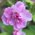 Photograph of a purple flower. 