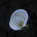 Black background, Close-Up of white flower opening, yellow pistol in the middle.