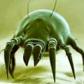 Image of a creature that looks like a crab with wires poking out.